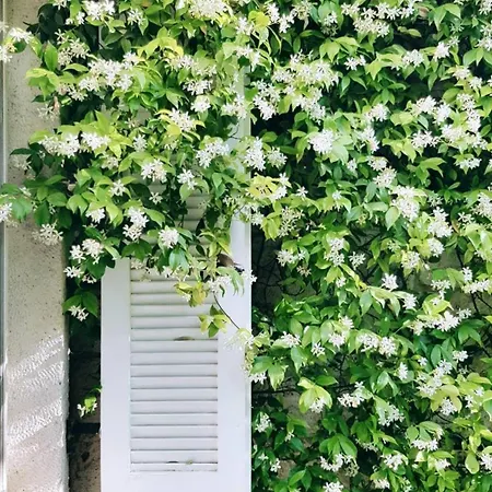 酒店 阿拉恰特佩里梅尔酒店 阿拉恰特